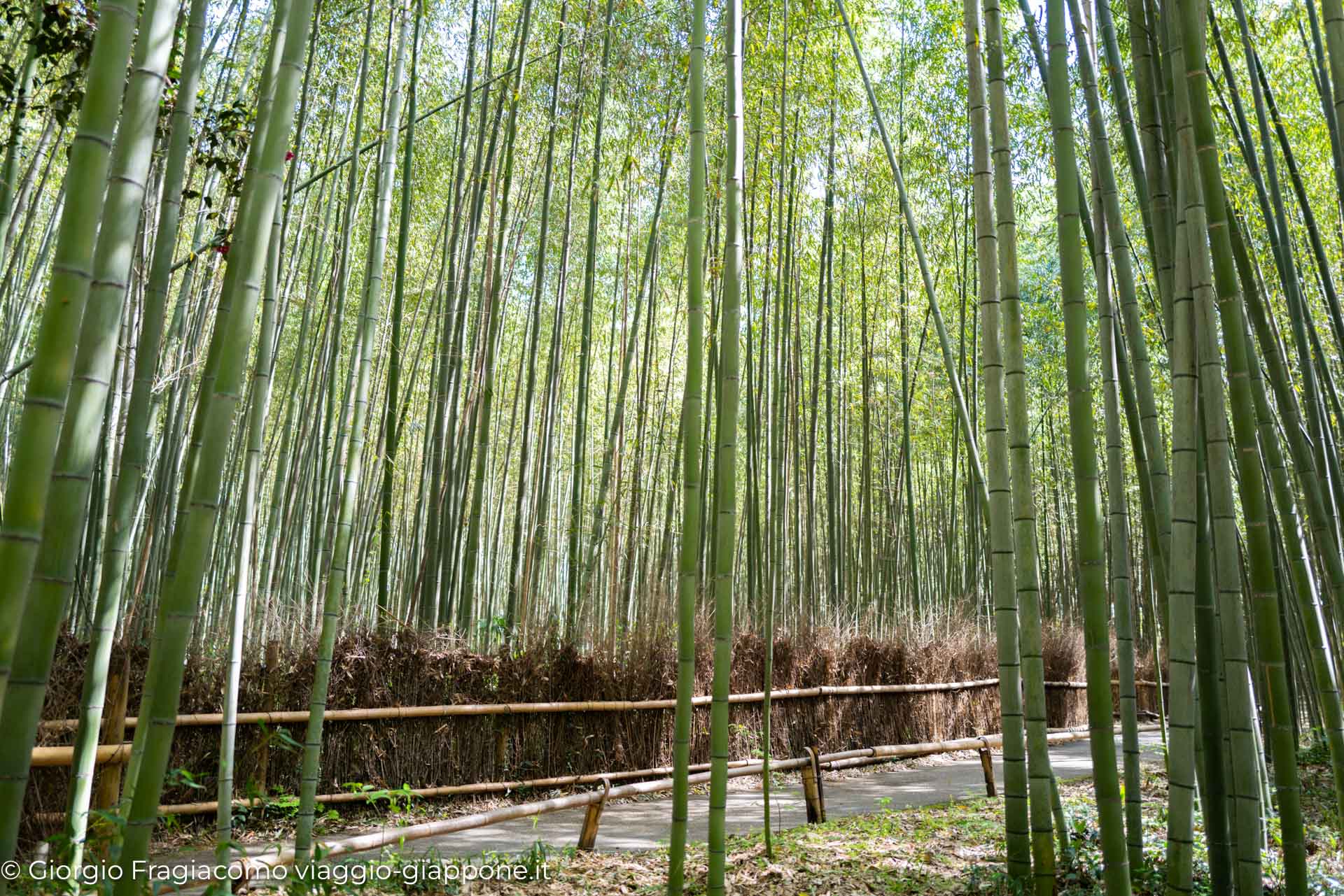 Le Foreste di Bambù del Giappone: Arashiyama e Oltre